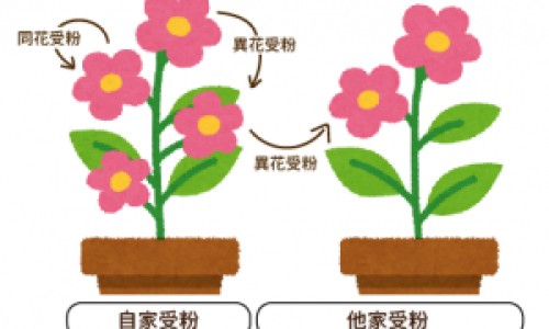 摘和劈是什么意思-摘和劈是什么意思-摘取还是摘采的区别,中国摘、掰的用法区别网站